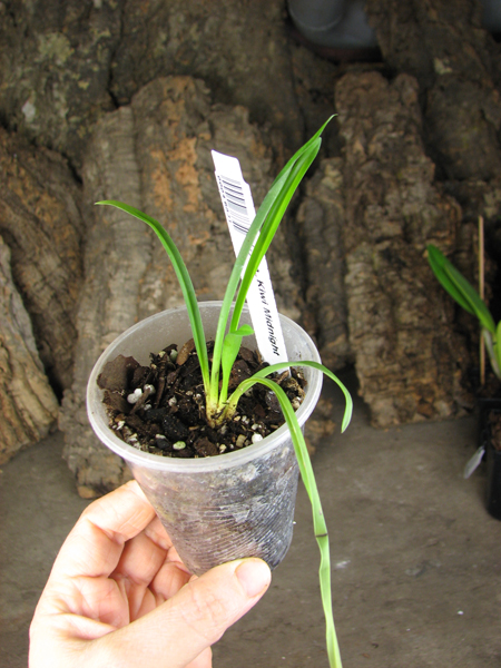 Cymbidium Kiwi Midnight.jpg