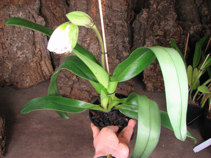 Paphiopedilum Shining World x Small World x Surveyor.jpg