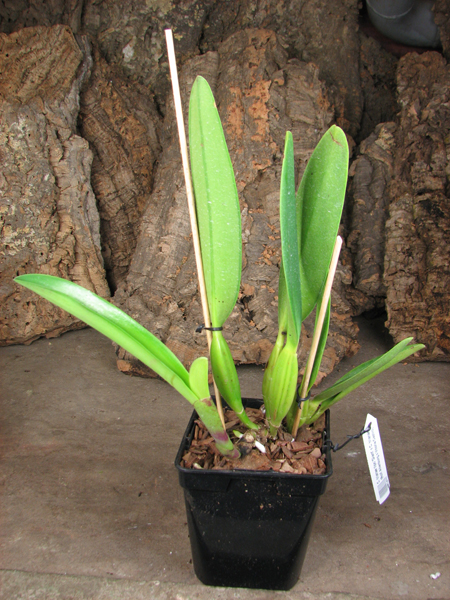 Cattleya trianae tipo 'Giant' x Cattleya trianae (Rolf Altenburg x Vitoria Castro).jpg