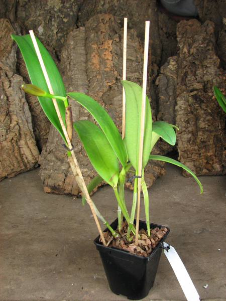 Cattleya leopoldii 'Dark Show' x Cattleya aurea 'Uraba-A'.jpg