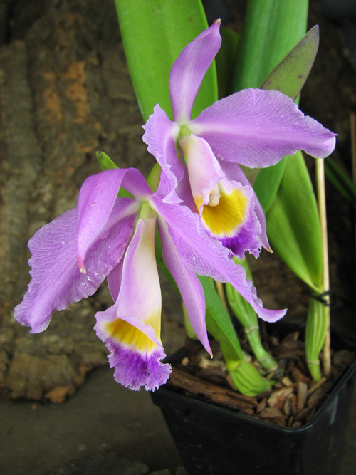 Cattleya eldorado tipo XXX x Cattleya eldorado rubra.jpg