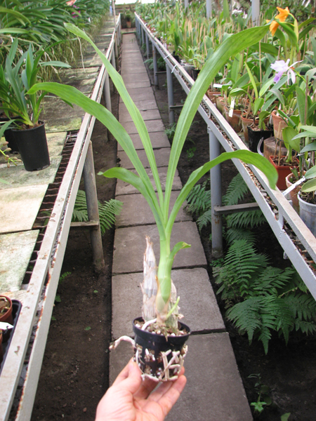 Catasetum pileatum hybrid.jpg