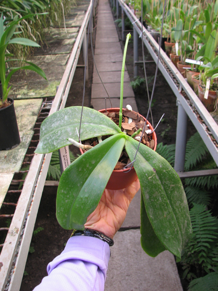Phalaenopsis David Lim.jpg