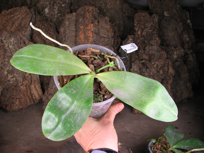 Phalaenopsis amboinensis red spot type.jpg