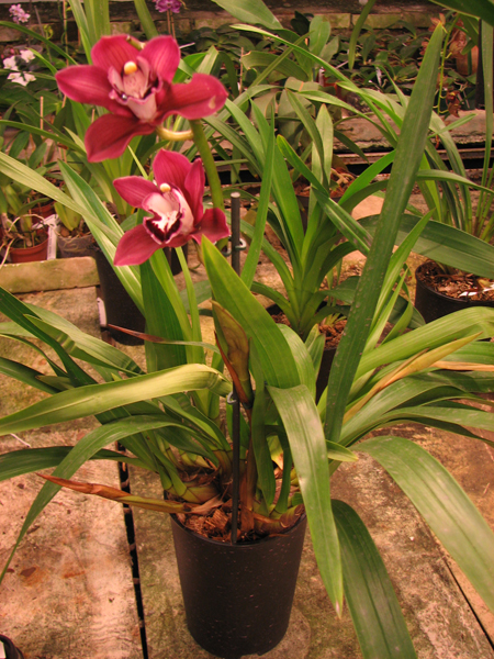 Cymbidium Bisou Bisou.jpg