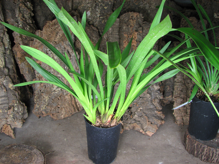 Cymbidium Kiwi Midnight.jpg