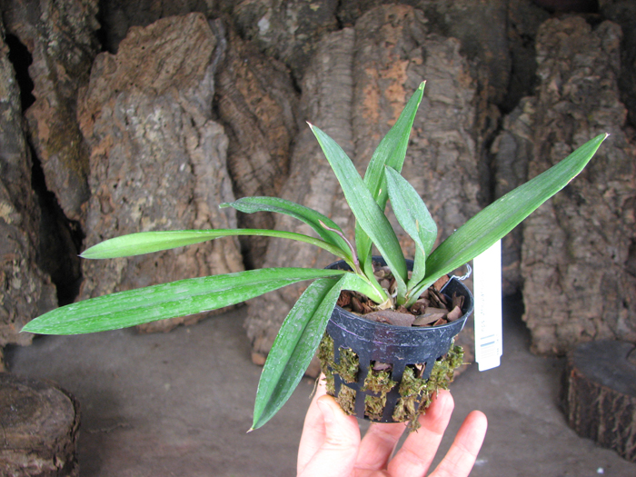 Ionopsis utricularioides.jpg