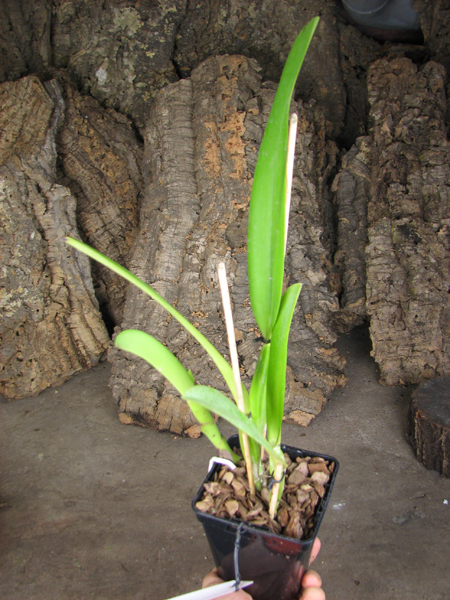 Cattleya trianae alba XXXX x Cattleya trianae amoena 'Rainha'.jpg