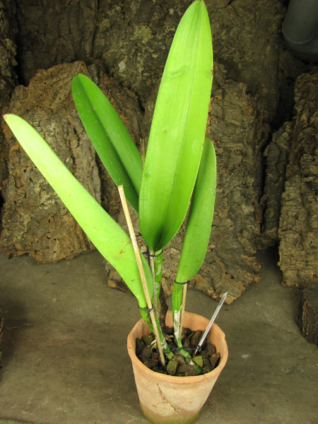 Cattleya warscewiczii sanderiana.jpg