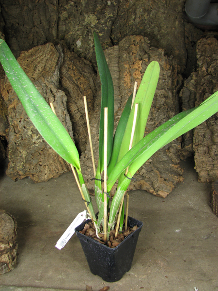 Laelia purpurata (Anelata 'Adans' x Anelata).jpg