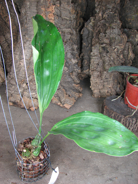 Stanhopea nigripes.jpg