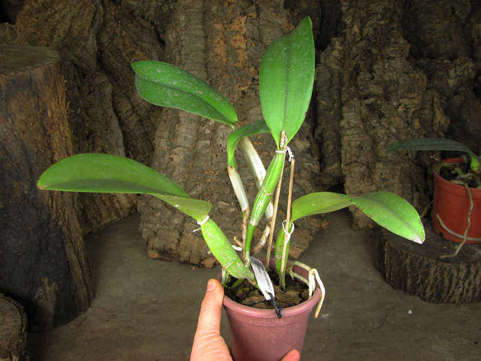 Brassocattleya Cynthia (Brassavola digbyana x Cattleya walkeriana).jpg