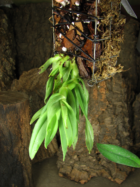 Epidendrum medusae.jpg