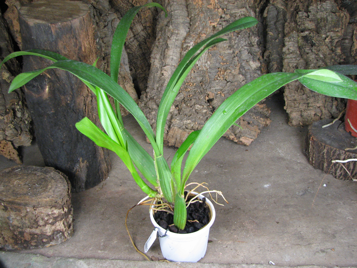 Brassia verrucosa.jpg