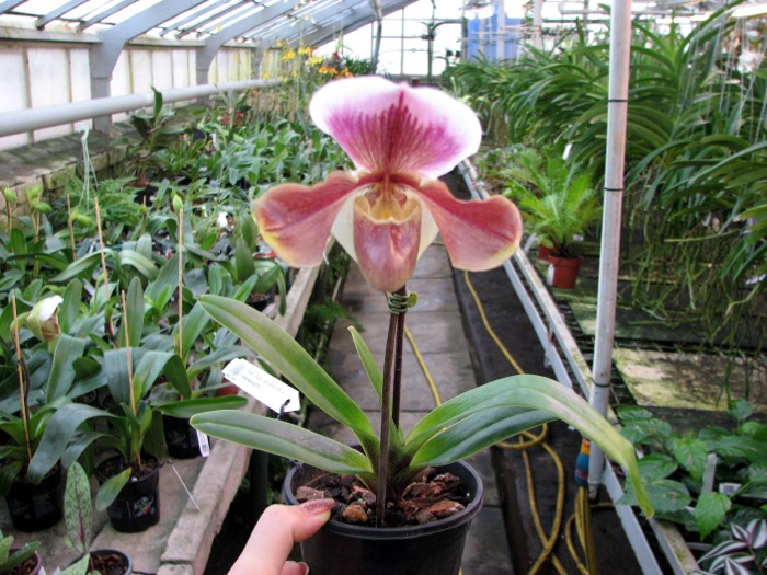 Paphiopedilum Ruby Leopard Vini x charlesworthii.JPG