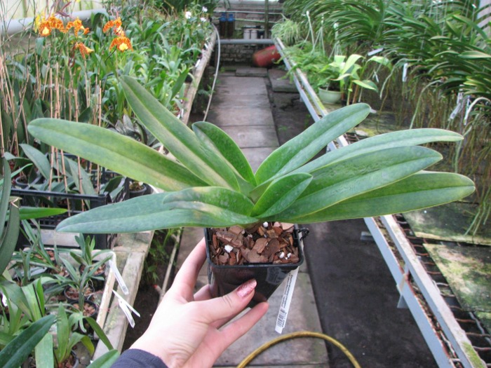 Paphiopedilum Dollgoldi (armeniacum x rothschildianum).JPG