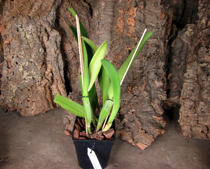 Rhyncholaeliocattleya Blanche Aisaka 'Yuki' (Brassolaeliocattleya Meditation x Laeliocattleya Stephen Oliver Fouraker).JPG