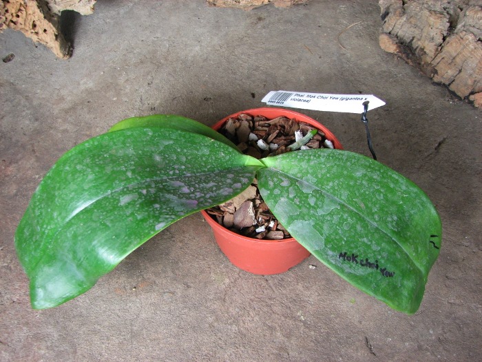 Phalaenopsis Mok Choi Yew (gigantea x violacea).JPG