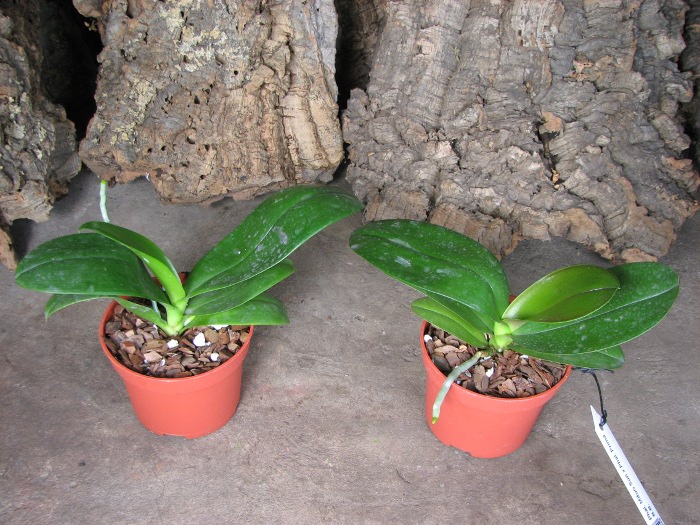 Phalaenopsis Mituo Sun x Phalaenopsis Prima B.B..JPG