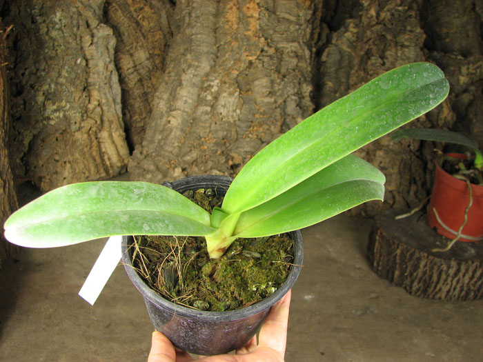 Paphiopedilum dianthum.jpg