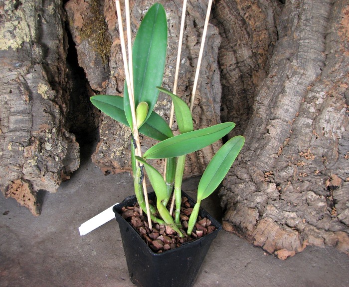 Cattleya lueddemanniana alba 'OMG' x Cattleya lueddemanniana coerulea 'Siquesique'.JPG
