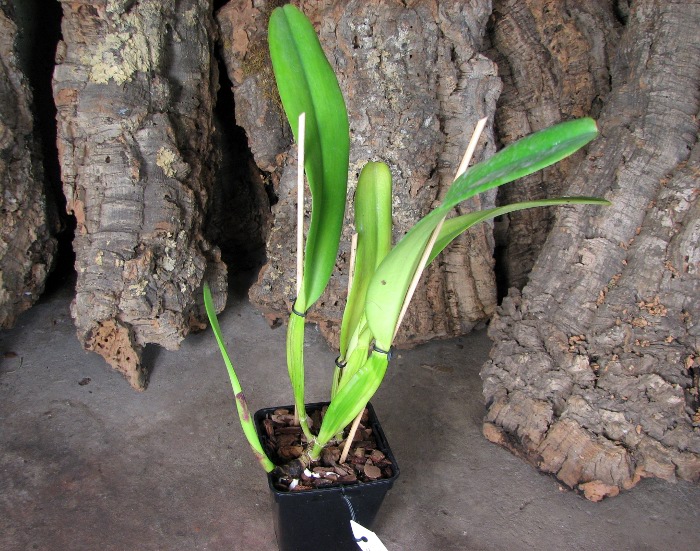 Cattleya trianae orlata 'TT' XXX x Cattleya trianae 'Cecilia' (04-8).JPG