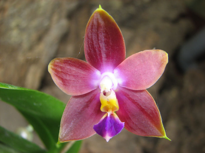 Phalaenopsis Penang Girl.jpg