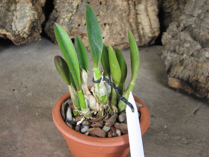 Laelia fournieri.JPG
