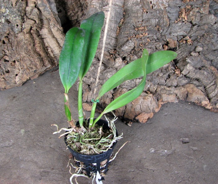 Sophrolaeliocattleya Hawaiian Splash 'Lea' (Payche x Mishima Star).JPG