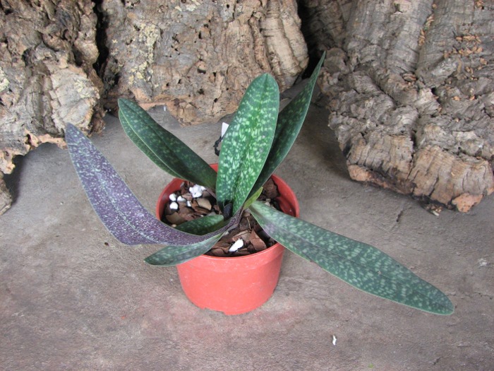 Paphiopedilum Magic Lantern (micranthum x delenatii).JPG