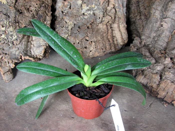 Paphiopedilum Phips.JPG