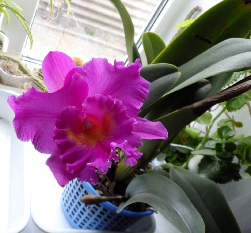 Brassolaeliocattleya Pink Empress 'Ju-Sen' (Bc. Mount Hood x Blc. Bryce Canyon)