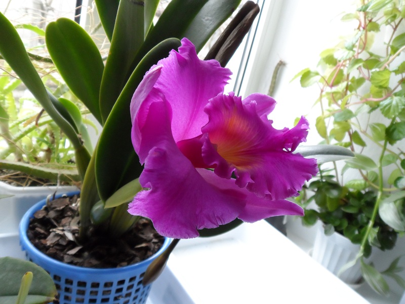 Brassolaeliocattleya Pink Empress 'Ju-Sen' (Bc. Mount Hood x Blc. Bryce Canyon)