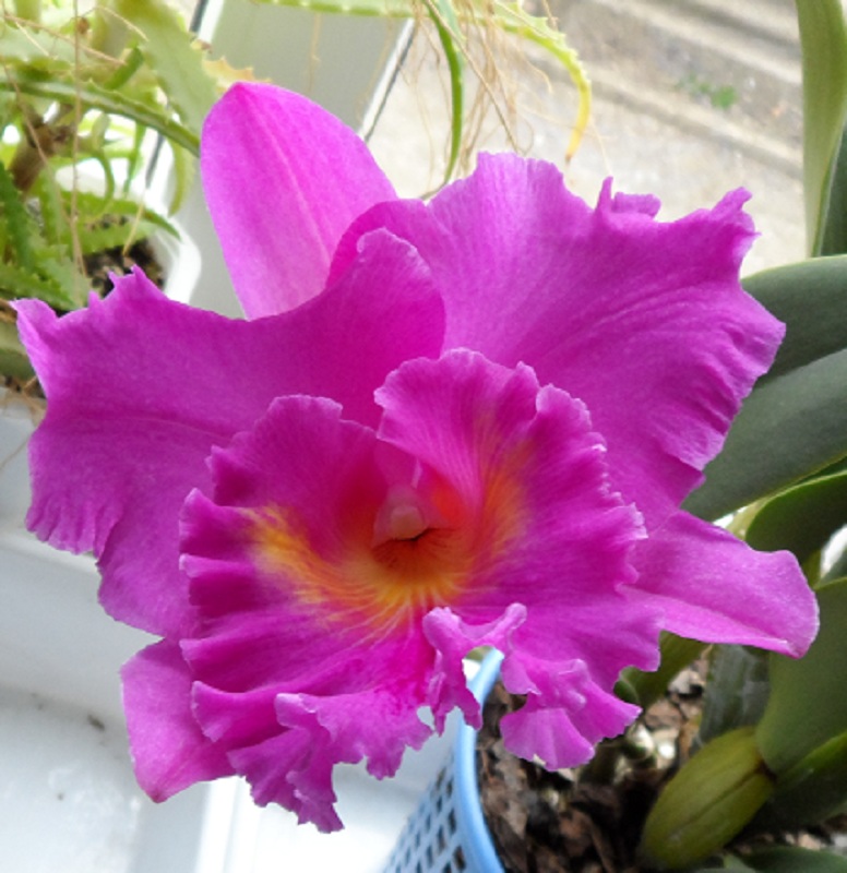 Brassolaeliocattleya Pink Empress 'Ju-Sen' (Bc. Mount Hood x Blc. Bryce Canyon)