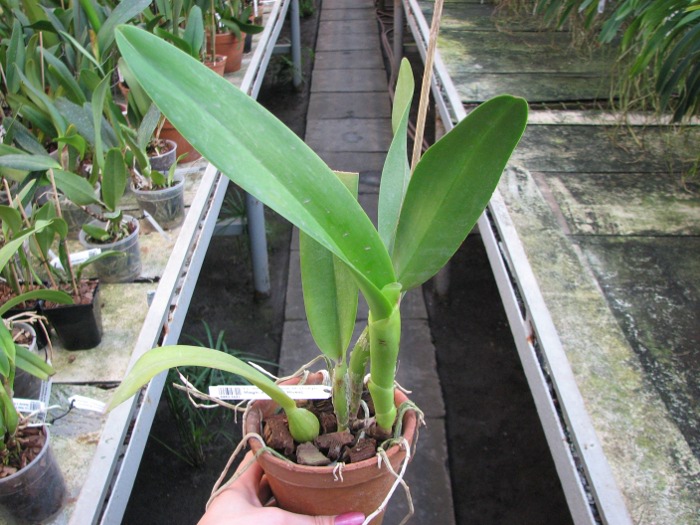 Laeliocattleya Shirayukihime 'M' (Tokyo Magic x Mildred Rives).JPG
