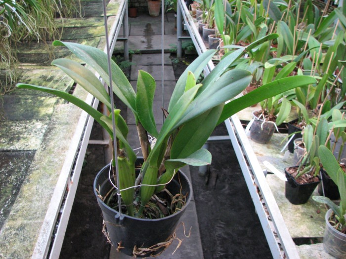 Laeliocattleya Chan Hsiu Jewel 'San Mei' (Cattleya Moscombe x Laeliocattleya Wayndora).JPG