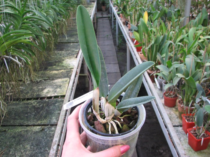 Brassavola digbyana var. fimbripetala.JPG