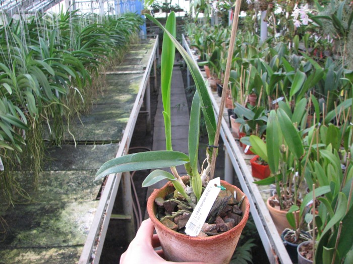 Laelia lobata coerulea 'AM-EC' x SELF.JPG
