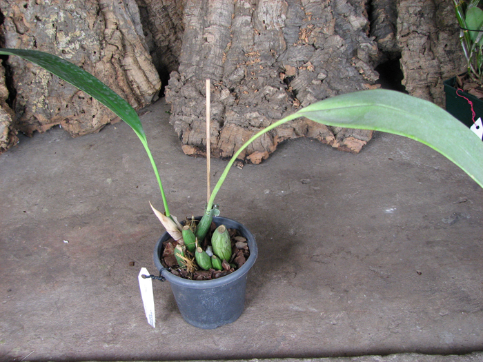 Maxillaria desvauxiana.jpg