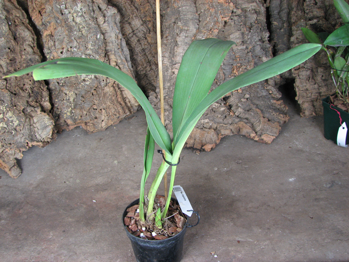 Maxillaria longissima.jpg