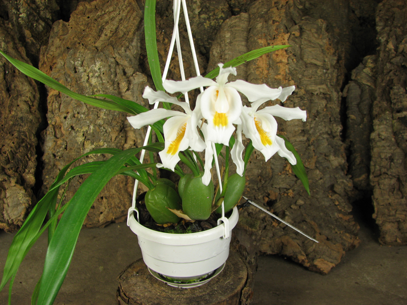 Coelogyne cristata.jpg