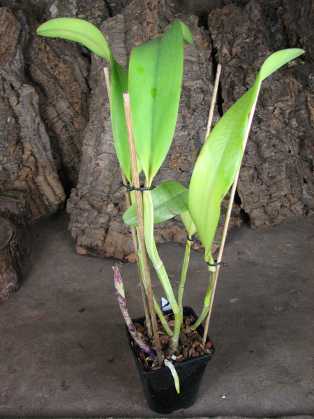 Laelia purpurata alba ('Cunha' x 'Campea') x Cattleya leopoldii 'Cetro de Esmeraldas'.jpg