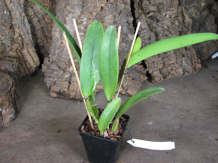 Cattleya labiata alba 'Otima' XXX x Cattleya labiata roxo bispo 'Urbano'.jpg