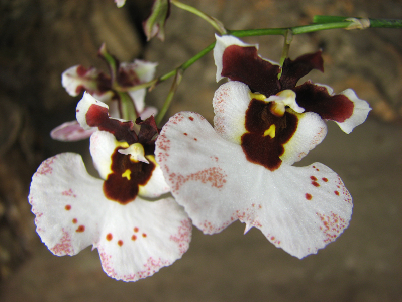 Oncidium (Tolumnia) hybrids.jpg
