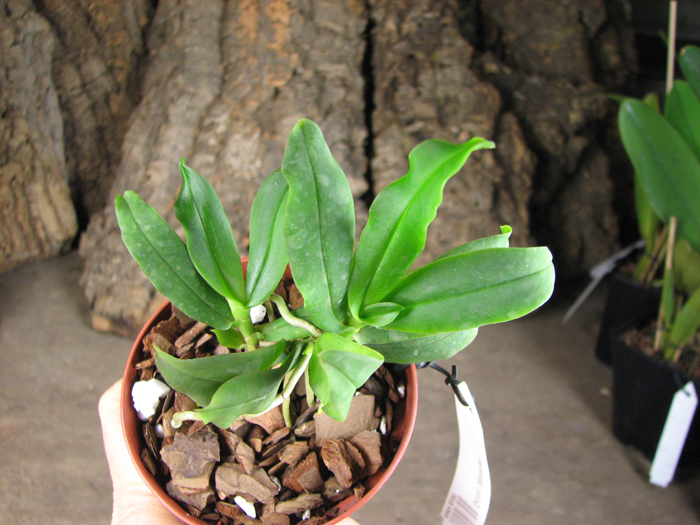 Gastrochilus japonicus.jpg
