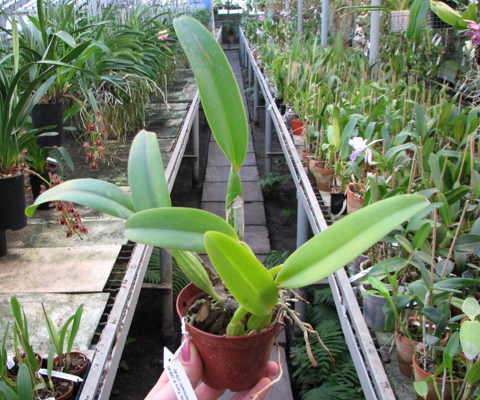 Cattleya trianae 'Sangre de Toro II' (25-8) x Cattleya trianae tipo 'Martinelli' (78-8).JPG