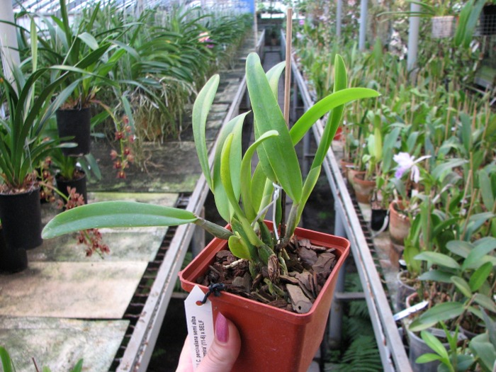 Cattleya percivaliana semi alba 'Altamira' (11-6) x SELF.JPG