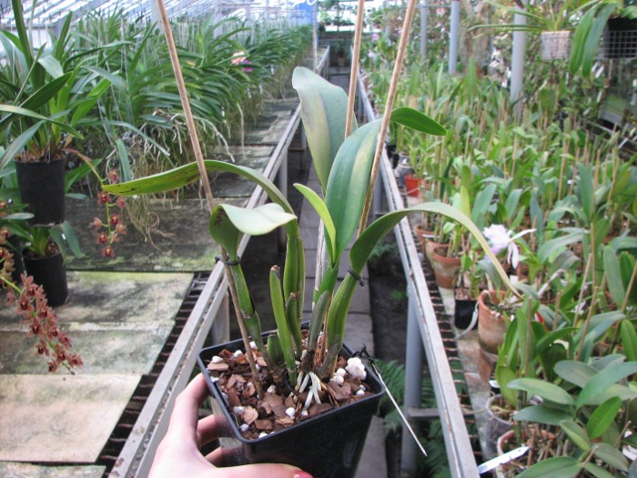 Brassolaeliocattleya Golden 'Green Angel' x Brassavola digbyana 'Uncle Pig'.JPG