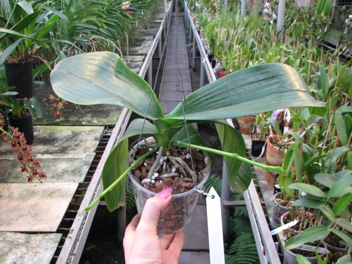 Phalaenopsis David Lim (P. amboinensis x P. gigantea).JPG