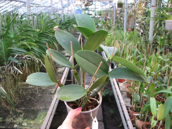 Cattleya violacea.JPG